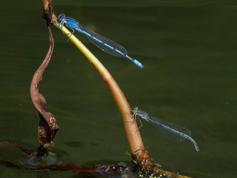 Photo of Familiar Bluet