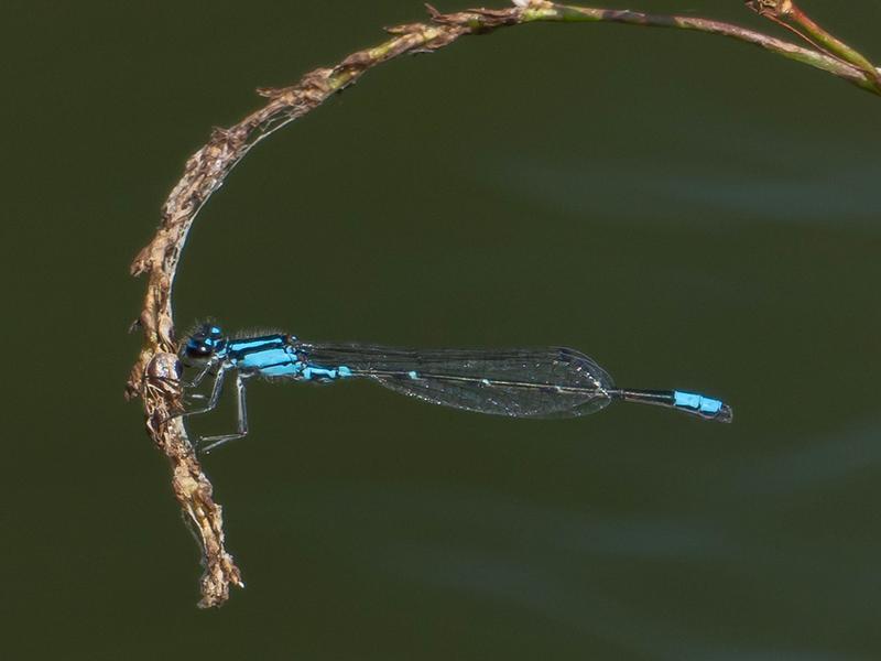 Photo of Skimming Bluet