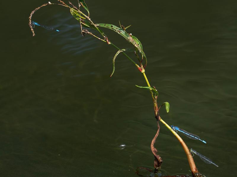 Photo of Eastern Forktail