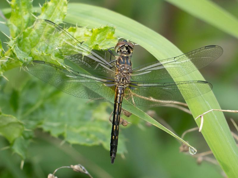 Photo of Blue Dasher