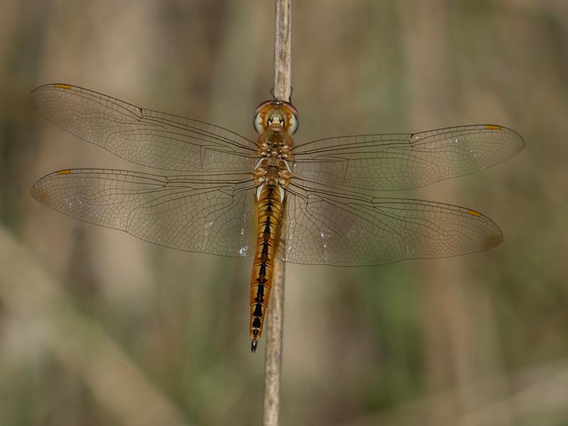 Photo of Wandering Glider