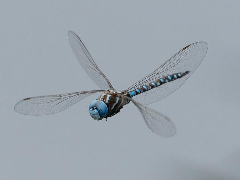 Photo of Blue-eyed Darner