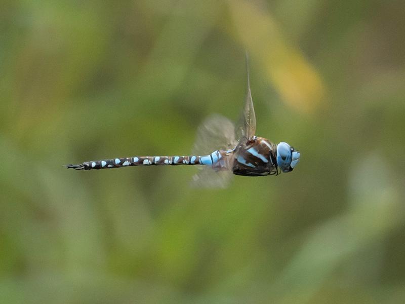 Photo of Blue-eyed Darner