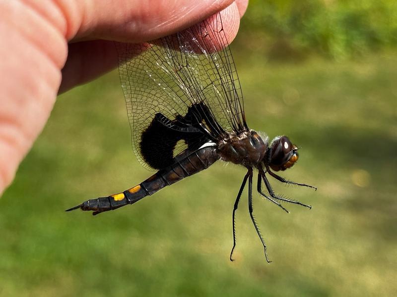 Photo of Black Saddlebags