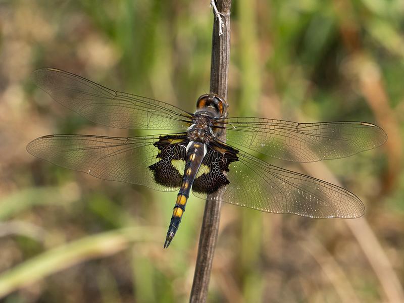 Photo of Black Saddlebags