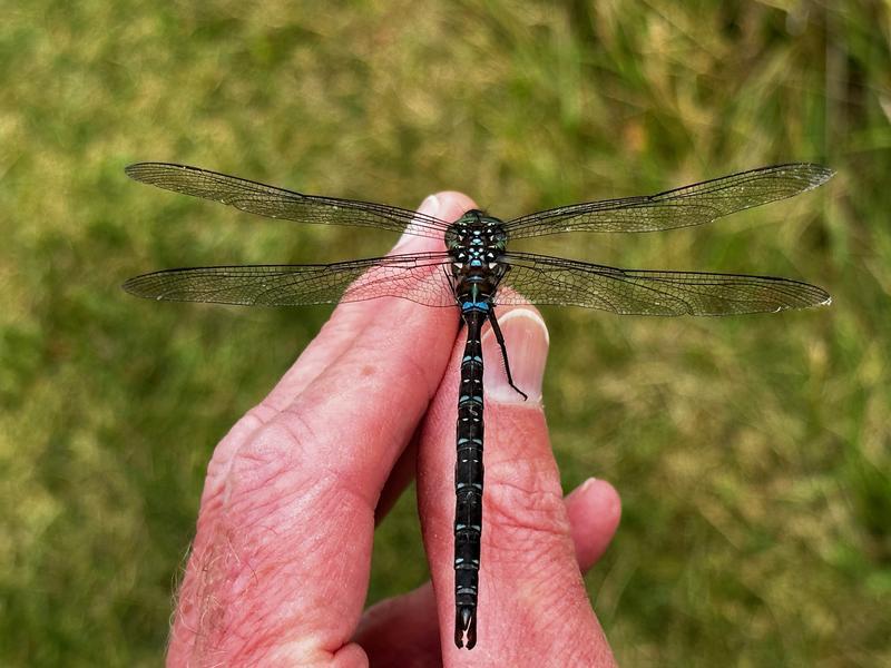 Photo of Shadow Darner