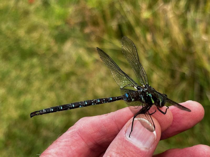 Photo of Shadow Darner