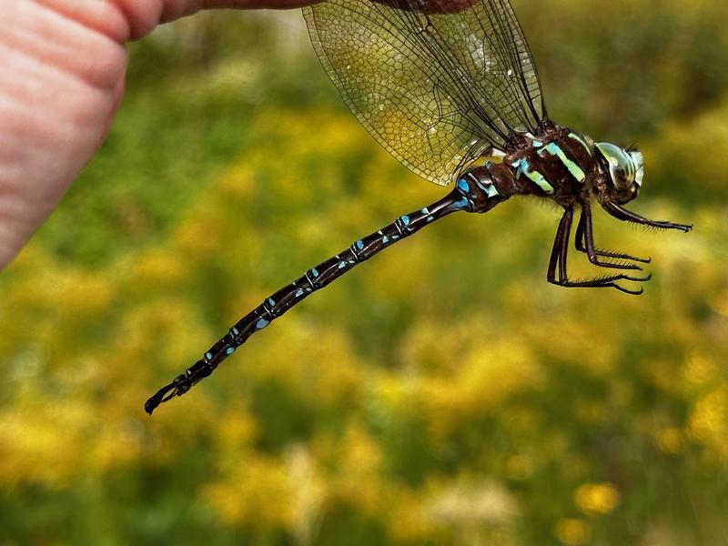 Photo of Shadow Darner