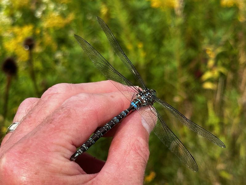 Photo of Shadow Darner