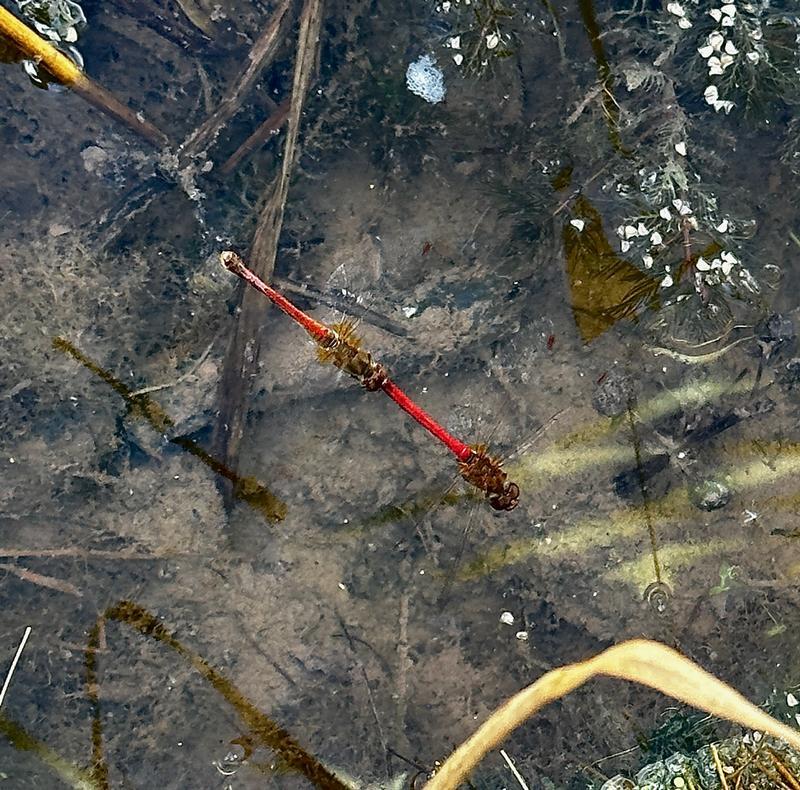 Photo of Autumn Meadowhawk