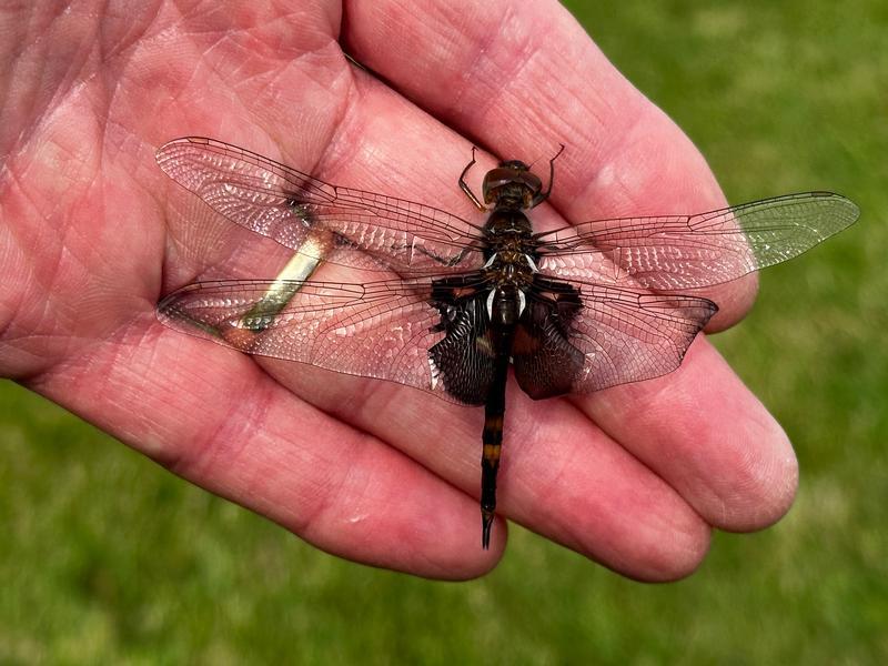 Photo of Black Saddlebags