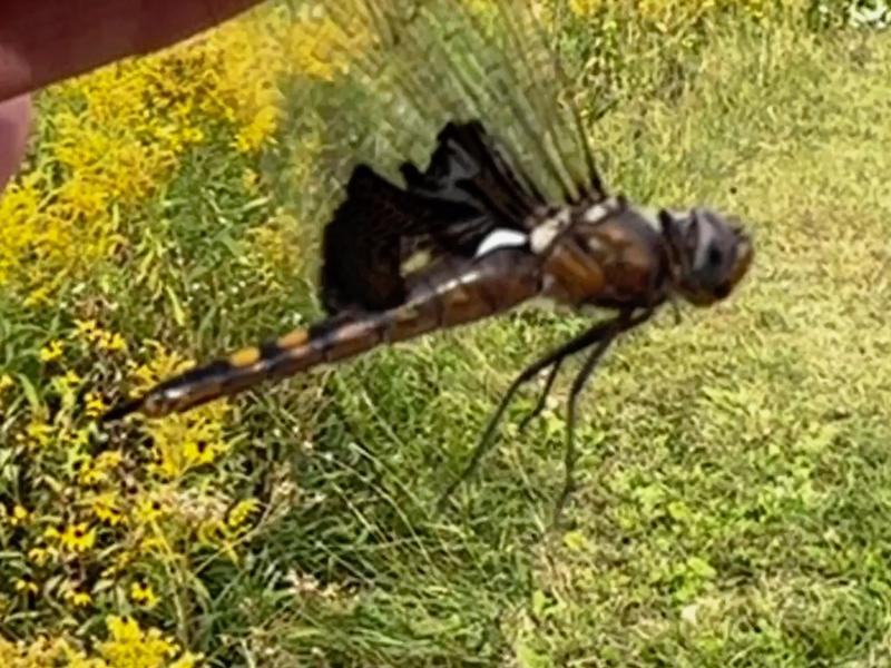 Photo of Black Saddlebags