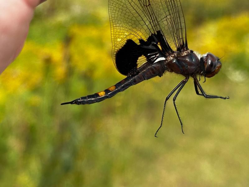 Photo of Black Saddlebags