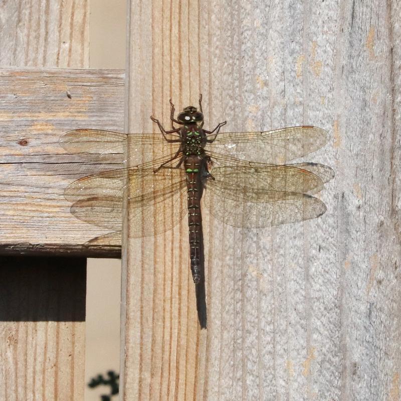 Photo of Shadow Darner