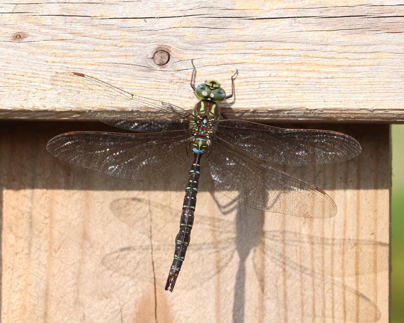 Photo of Shadow Darner