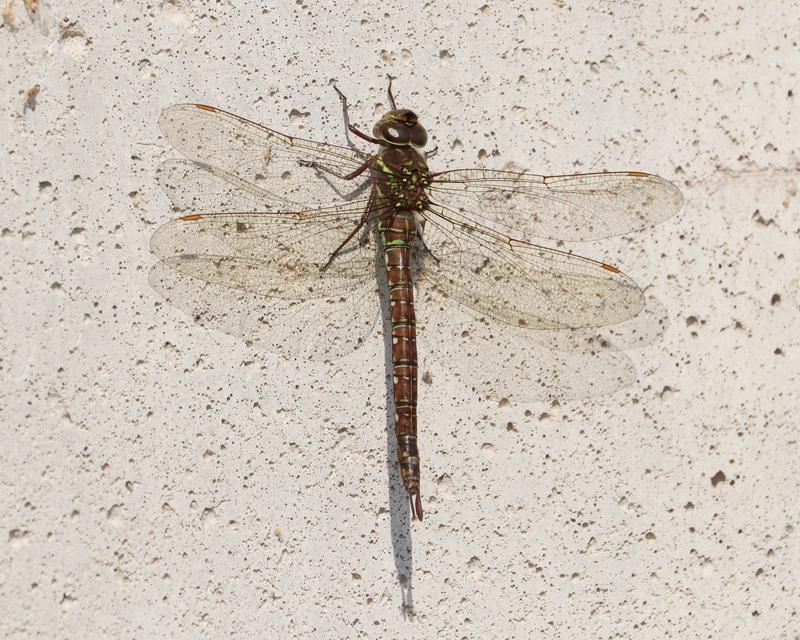 Photo of Shadow Darner