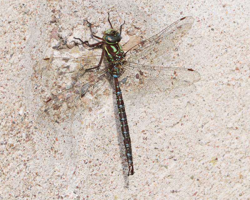 Photo of Shadow Darner