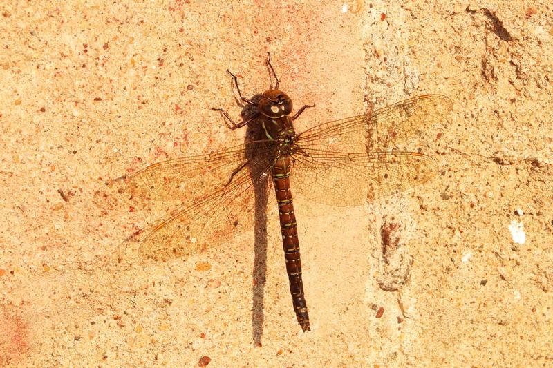 Photo of Shadow Darner