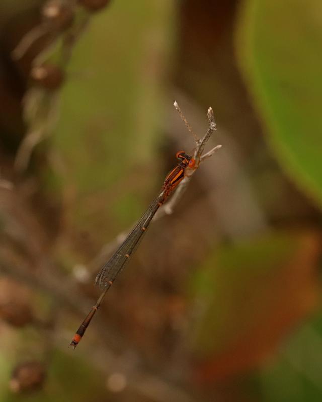 Photo of Orange Bluet