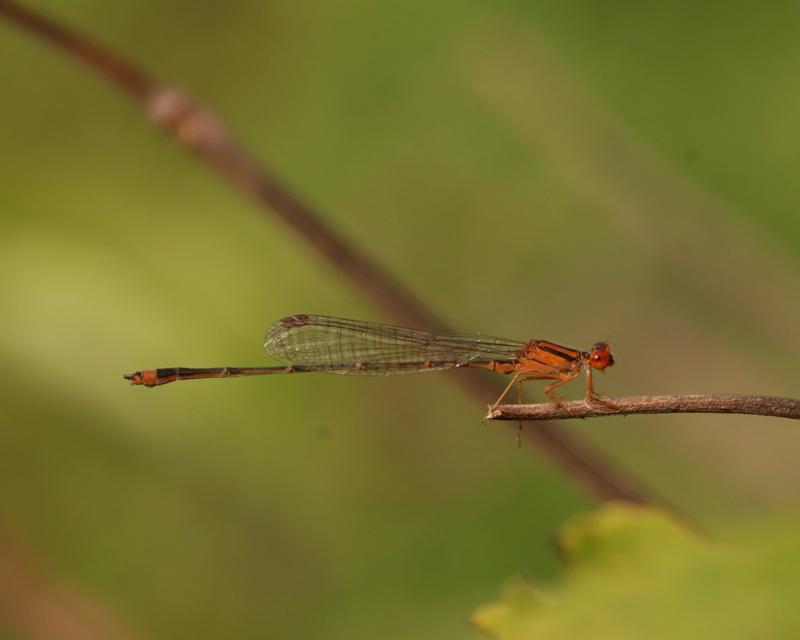 Photo of Orange Bluet