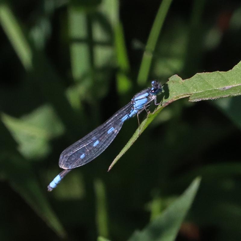 Photo of Tule Bluet