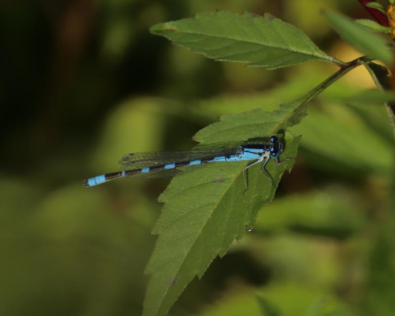 Photo of Tule Bluet