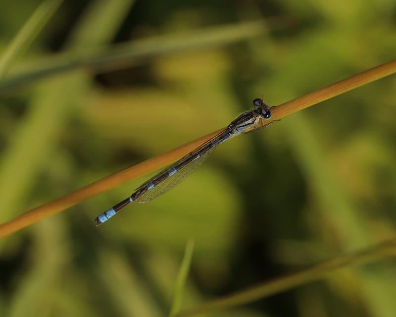 Photo of Tule Bluet