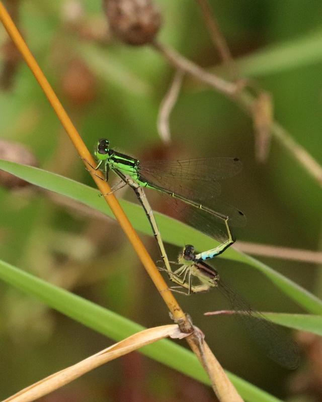 Photo of Eastern Forktail