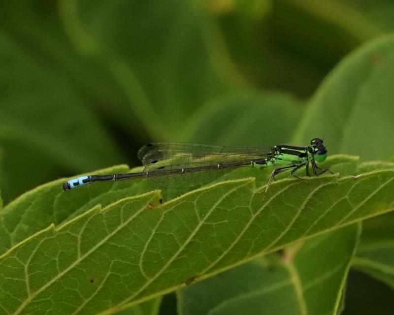 Photo of Eastern Forktail