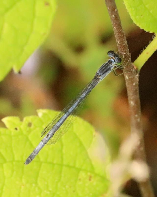 Photo of Eastern Forktail