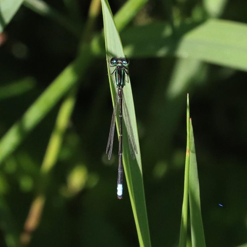 Photo of Eastern Forktail