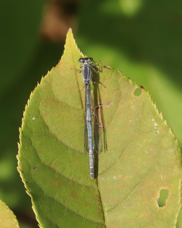 Photo of Eastern Forktail