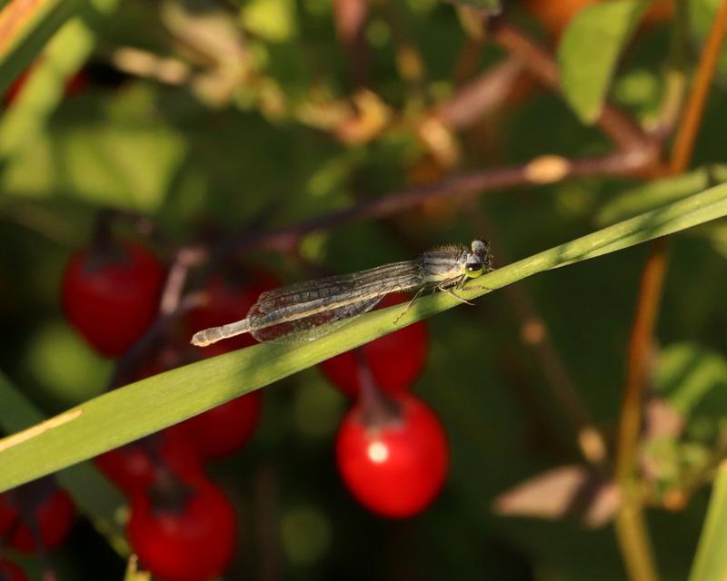 Photo of Eastern Forktail