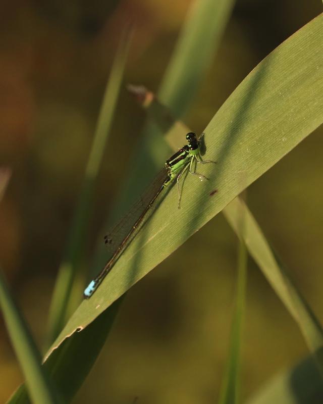 Photo of Eastern Forktail