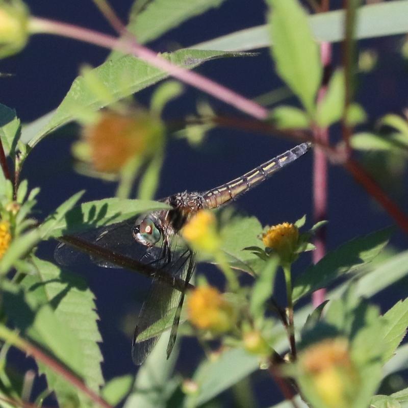 Photo of Blue Dasher