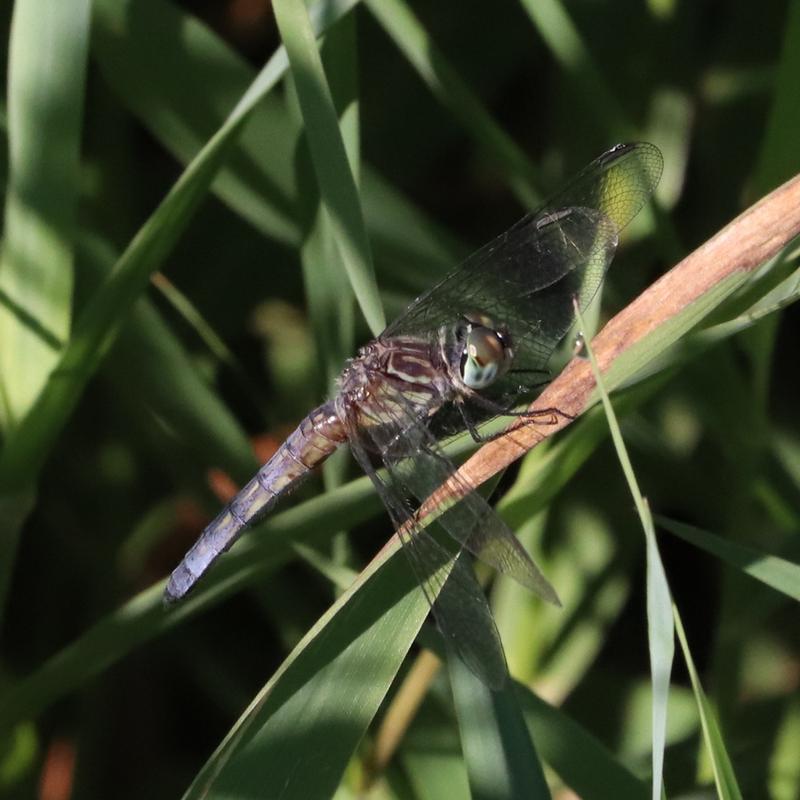 Photo of Blue Dasher