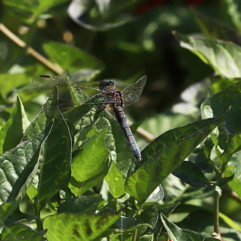 Photo of Blue Dasher