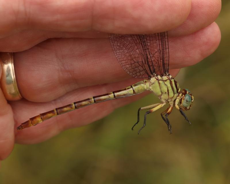 Photo of Russet-tipped Clubtail