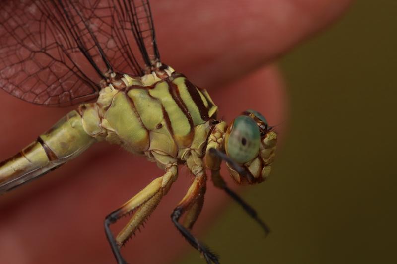 Photo of Russet-tipped Clubtail