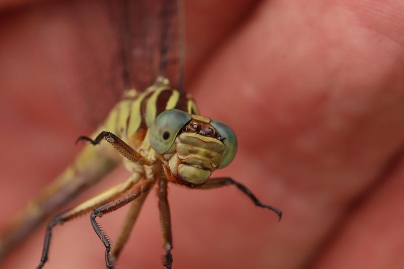 Photo of Russet-tipped Clubtail