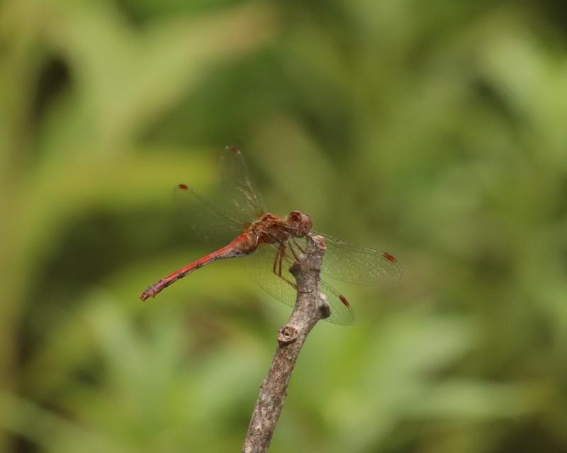 Photo of Autumn Meadowhawk