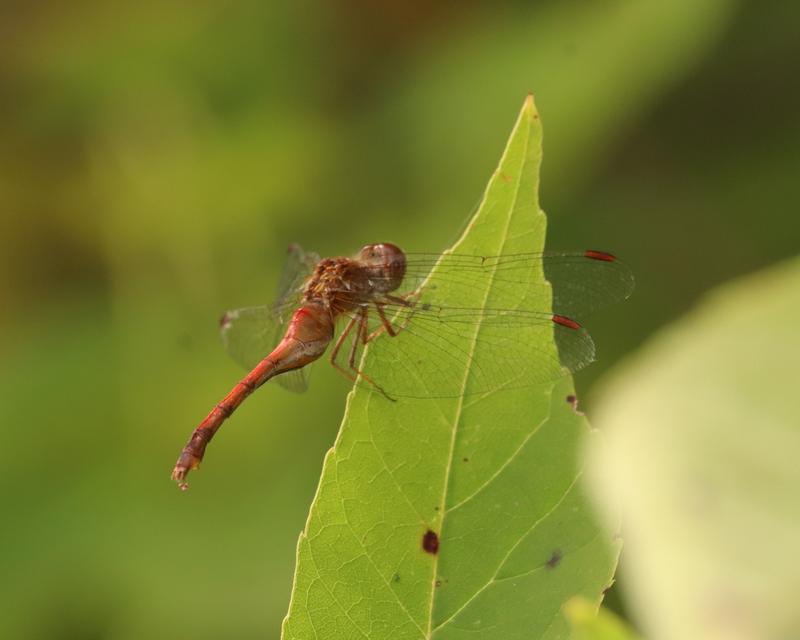 Photo of Autumn Meadowhawk