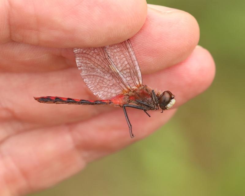 Photo of White-faced Meadowhawk