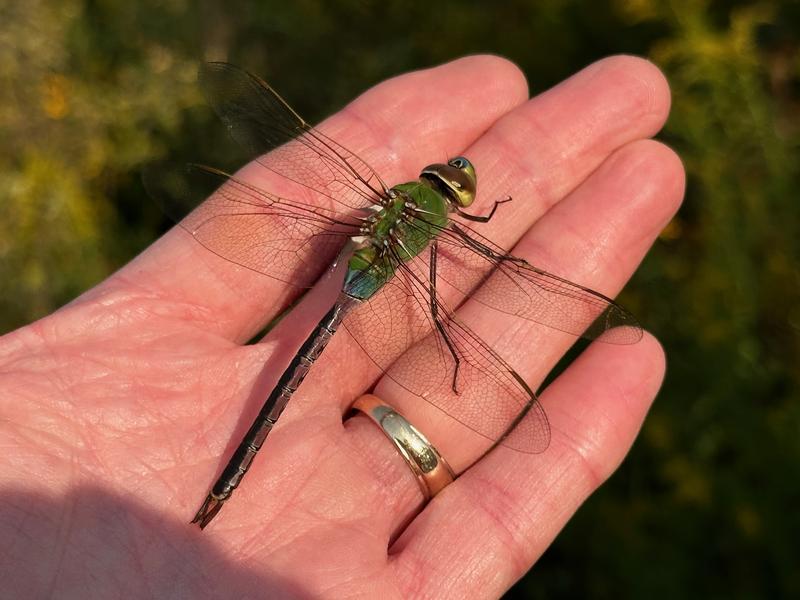 Photo of Common Green Darner