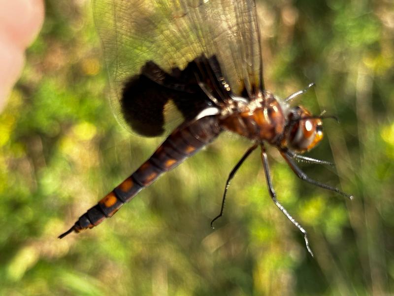 Photo of Black Saddlebags