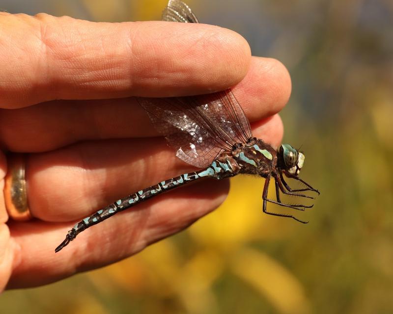 Photo of Canada Darner