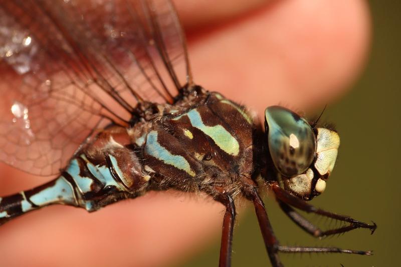 Photo of Canada Darner