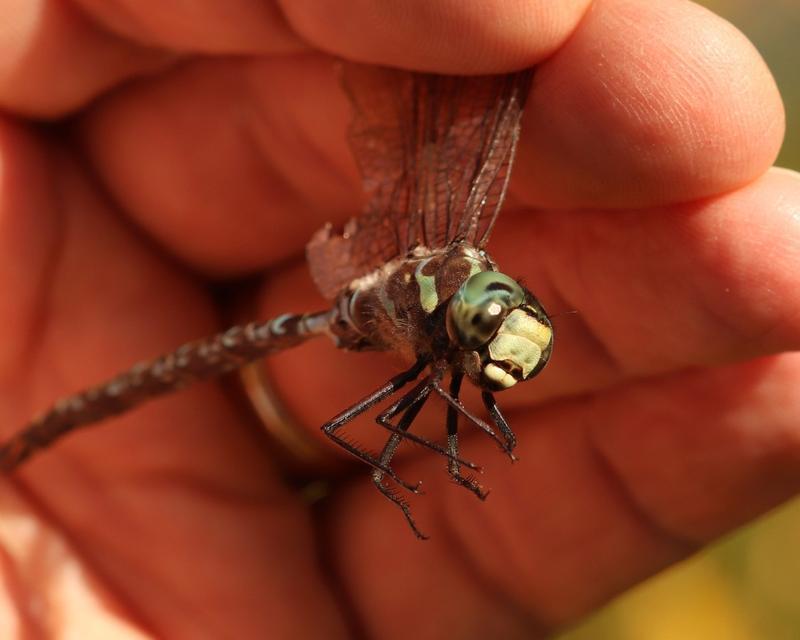 Photo of Canada Darner