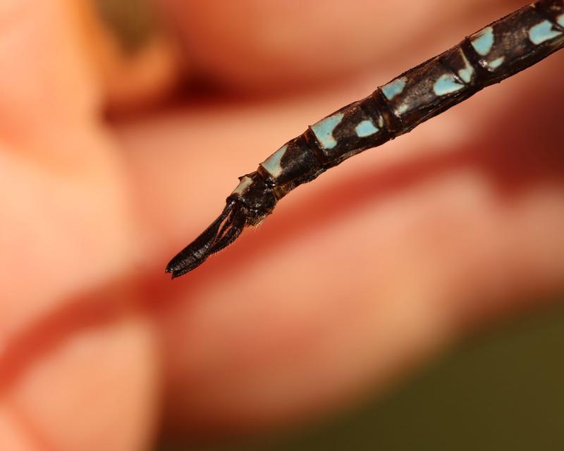 Photo of Canada Darner