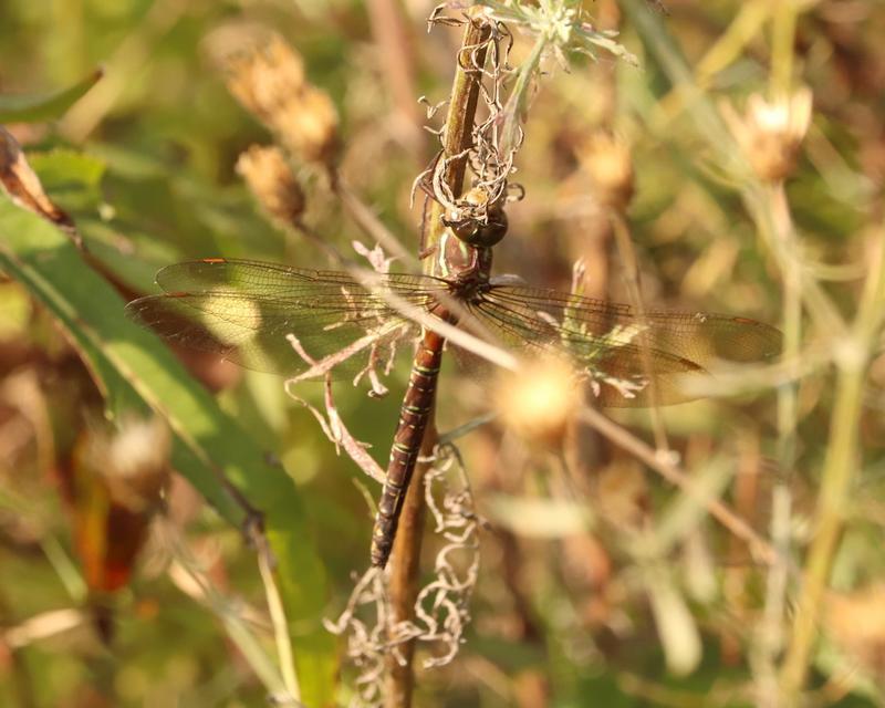 Photo of Shadow Darner